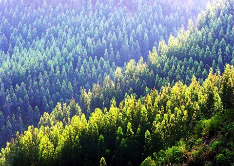 效率提升2倍！！广西立异手艺赋能让34.2万亩林地确权提速降本