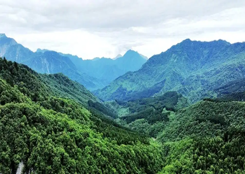 四川雅安：：：建设“天府森林四库” 推进林下经济开展