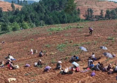 铜仁万山探索林耕置换高效使用路径