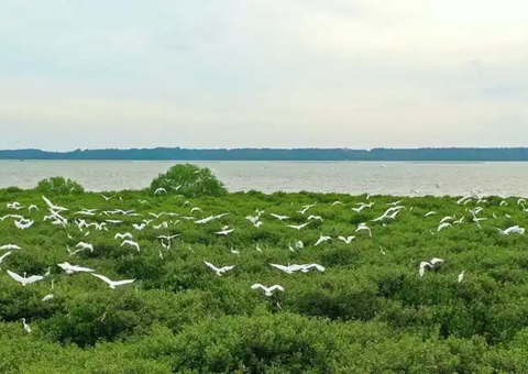 点赞！！！广东立异“蓝碳”开爆发意路径，，多个案例开创先河！！！